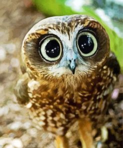 Cute Big Eyed Bird paint by number