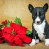 Cute Puppy With Red Poinsettia paint by number