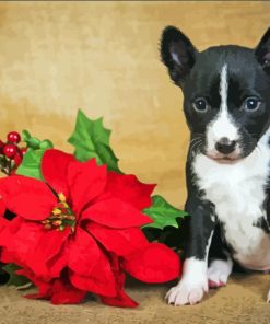 Cute Puppy With Red Poinsettia paint by number