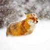 Fox In Snowstorm paint by number