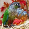 Green Cheek Conure Parakeet Bird paint by number