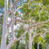 Gum Trees paint by number