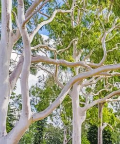 Gum Trees paint by number