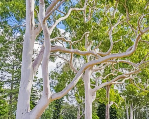 Gum Trees paint by number