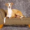 Italian Greyhound On Sofa paint by number