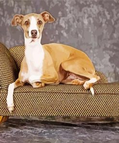 Italian Greyhound On Sofa paint by number