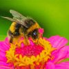 Pink Flower And Bee paint by number