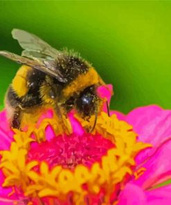 Pink Flower And Bee paint by number