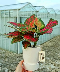 Pink And Green Plants In Pot paint by number