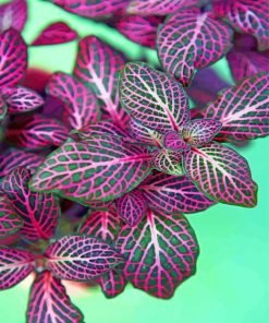 Pink And Green Plants Leaves paint by number