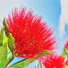 Red Pohutukawa Flower paint by number