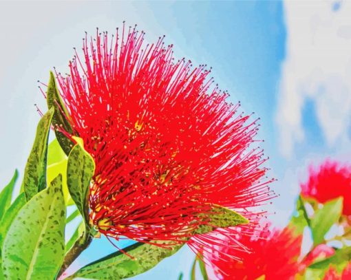 Red Pohutukawa Flower paint by number