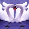 Romantic Swan paint by number