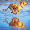 Running Working Cocker Spaniel paint by number