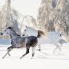 Snow Horse Animals paint by number