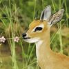 Steenbok Eating paint by number