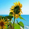 Sunflower Beach paint by number