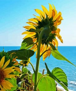 Sunflower Beach paint by number