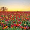 Tulips Rose Field paint by number