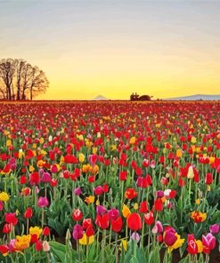 Tulips Rose Field paint by number