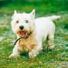 White Highland White Terrier paint by number