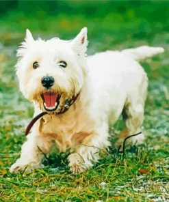 White Highland White Terrier paint by number