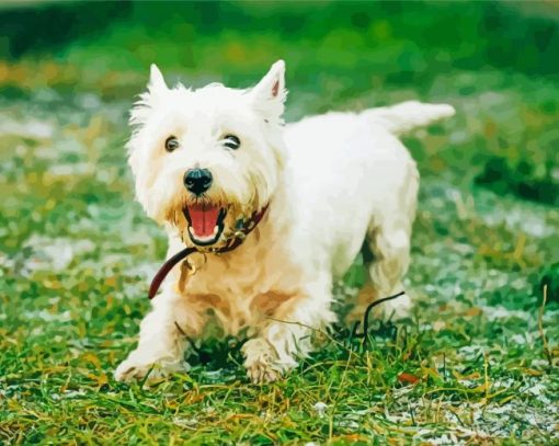 White Highland White Terrier paint by number