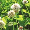 White Clover Flowers paint by number