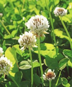 White Clover Flowers paint by number