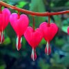 Asian Bleeding Heart Plant Paint By Numbers