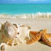 Beach Shells And Starfish Paint By Numbers