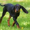 Black And Tan Coonhound Paint By Numbers