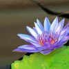 Blue Lotus Art Paint By Numbers