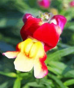 Close Up Snapdragons Paint By Numbers