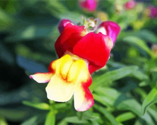 Close Up Snapdragons Paint By Numbers