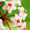 Close Up Hoya Flowers Paint By Numbers