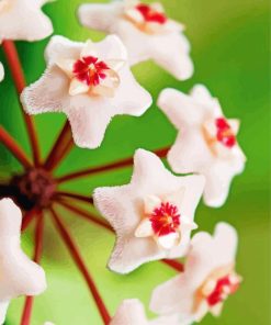 Close Up Hoya Flowers Paint By Numbers