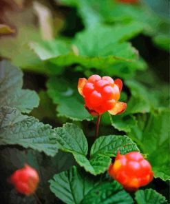 Cloudberries Paint By Numbers