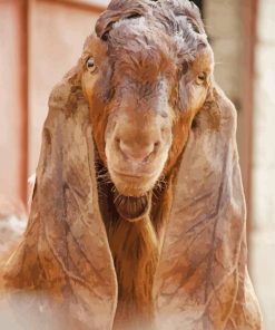 Goat With Long Ears Paint By Numbers