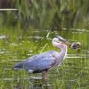 Great Blue Heron In A Swamp paint by number