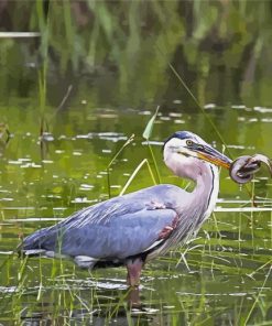 Great Blue Heron In A Swamp paint by number