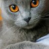 Grey Cat With Orange Eyes Animal Paint By Numbers