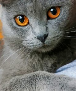 Grey Cat With Orange Eyes Animal Paint By Numbers