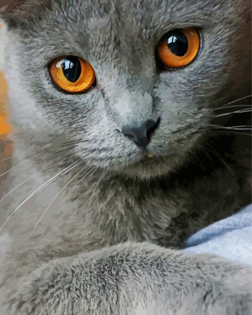 Grey Cat With Orange Eyes Animal Paint By Numbers