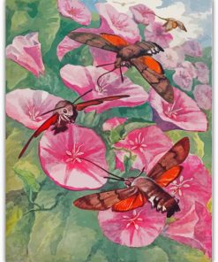 Hummingbird Hawk Moth On Flower Paint By Numbers