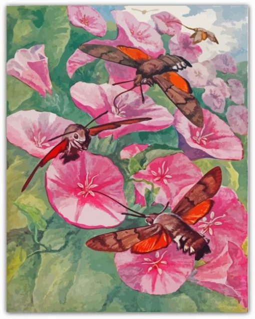 Hummingbird Hawk Moth On Flower Paint By Numbers