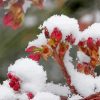 Ice In Spring Red Flowers - Paint By Numbers