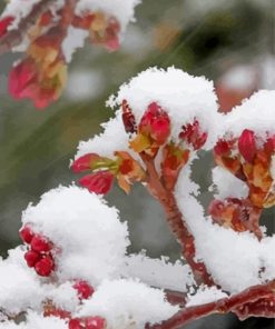 Ice In Spring Red Flowers - Paint By Numbers