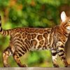 Leopard Cat Japanese Animal paint by number