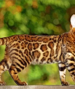 Leopard Cat Japanese Animal paint by number